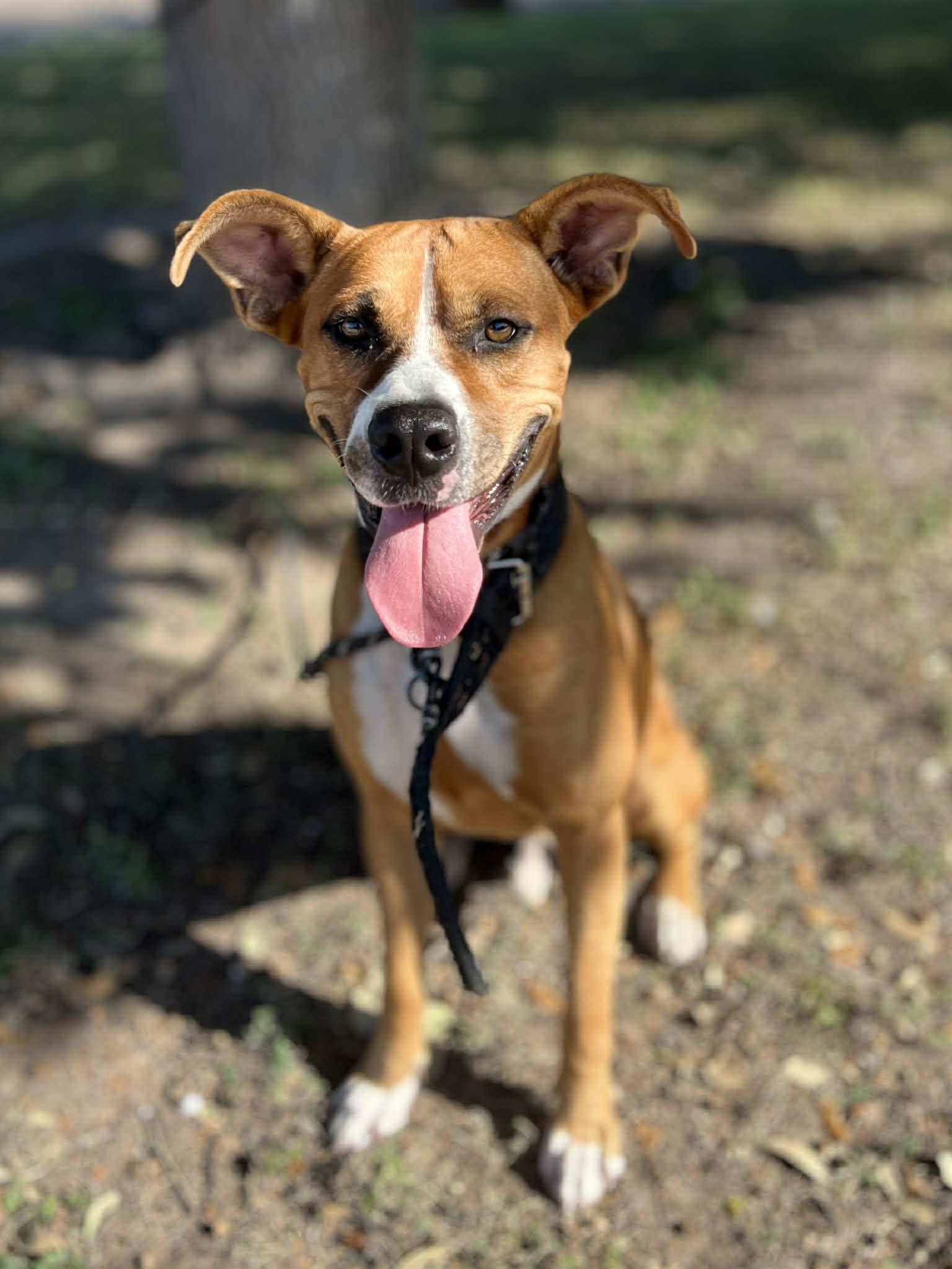 Enlarge Axel, a ADOPTABLE mixed breed in Boise, ID image 1/5