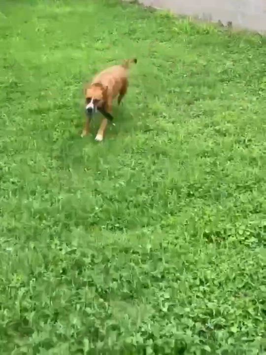 Enlarge Axel, a ADOPTABLE mixed breed in Boise, ID video 4/5
