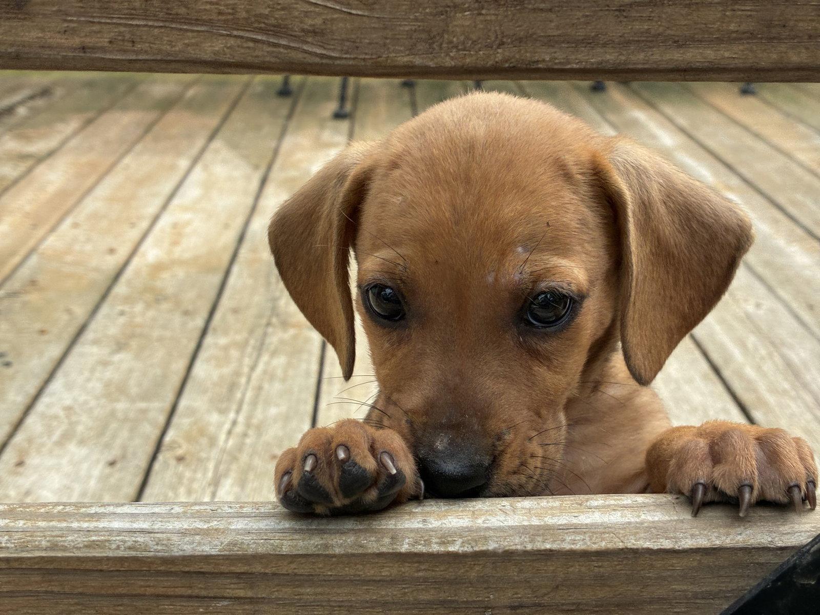 Hazelnut, Adoptable, Puppy Female Boxer & Hound.