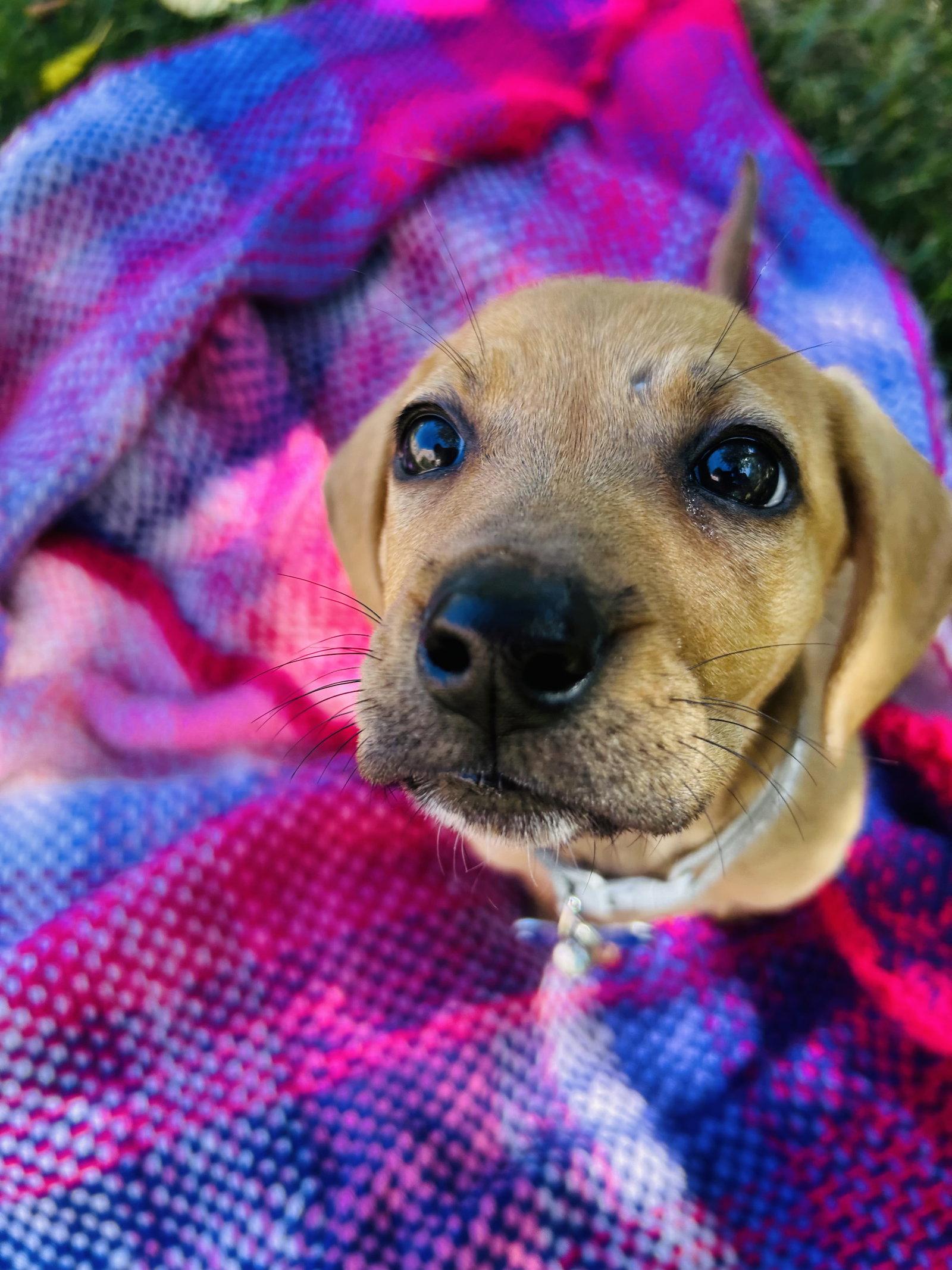 Enlarge Hazelnut, a Adoptable mixed breed in St. Louis, MO image 2/3