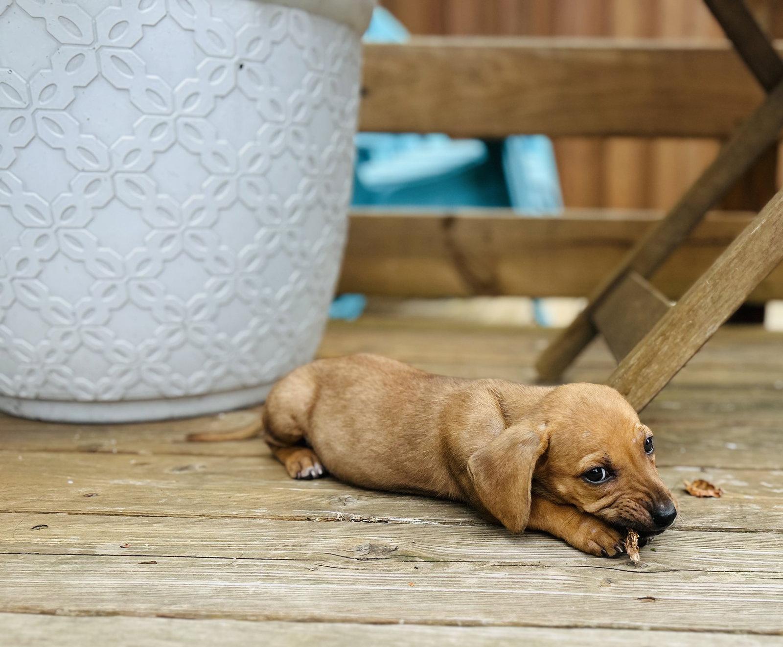 Enlarge Hazelnut, a Adoptable mixed breed in St. Louis, MO image 3/3