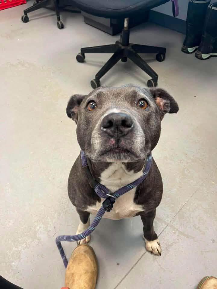 Enlarge Andrea, a Adopted mixed breed in Zanesville, OH image 2/2