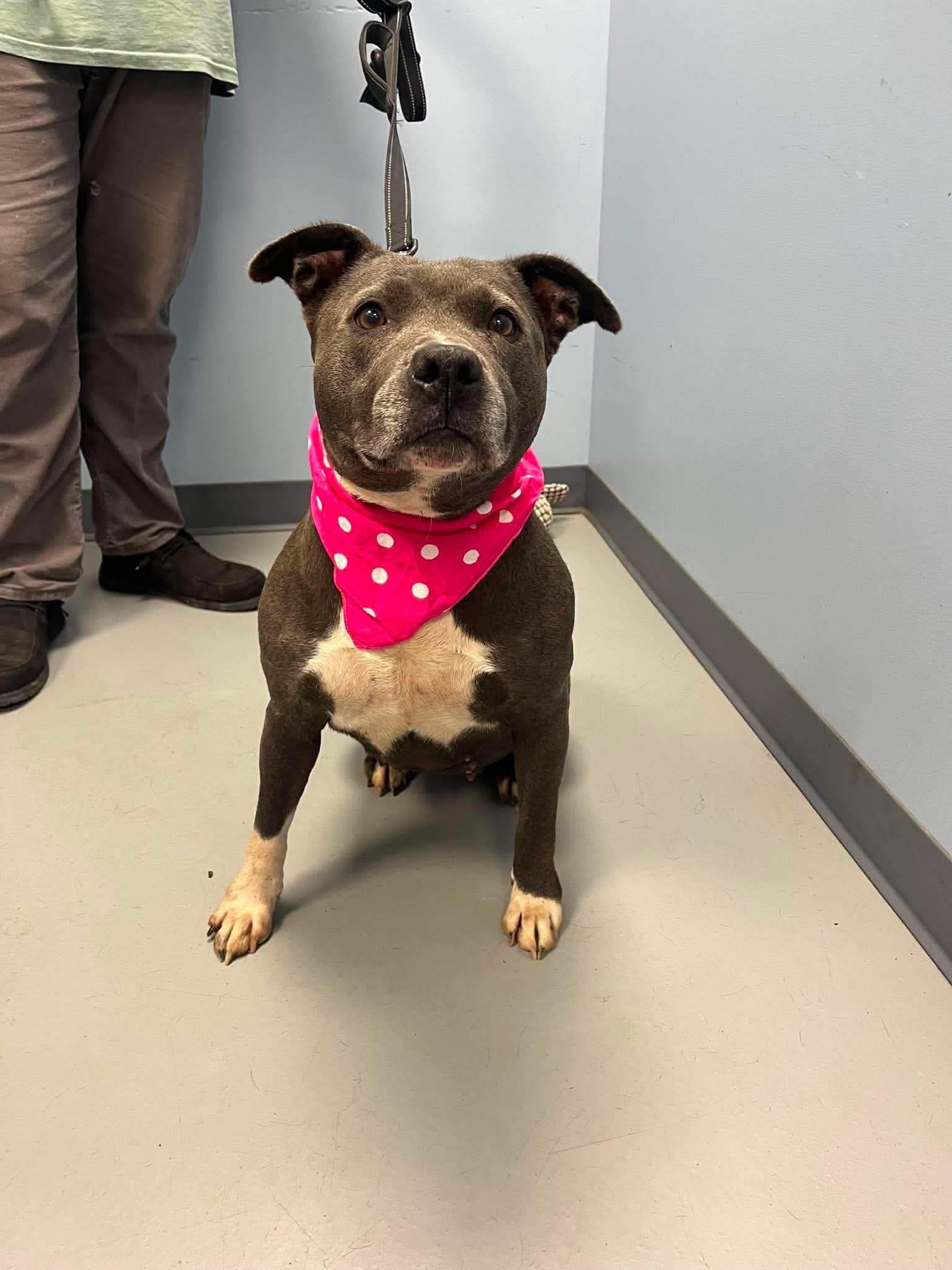Enlarge Andrea, a Adopted mixed breed in Zanesville, OH image 1/2