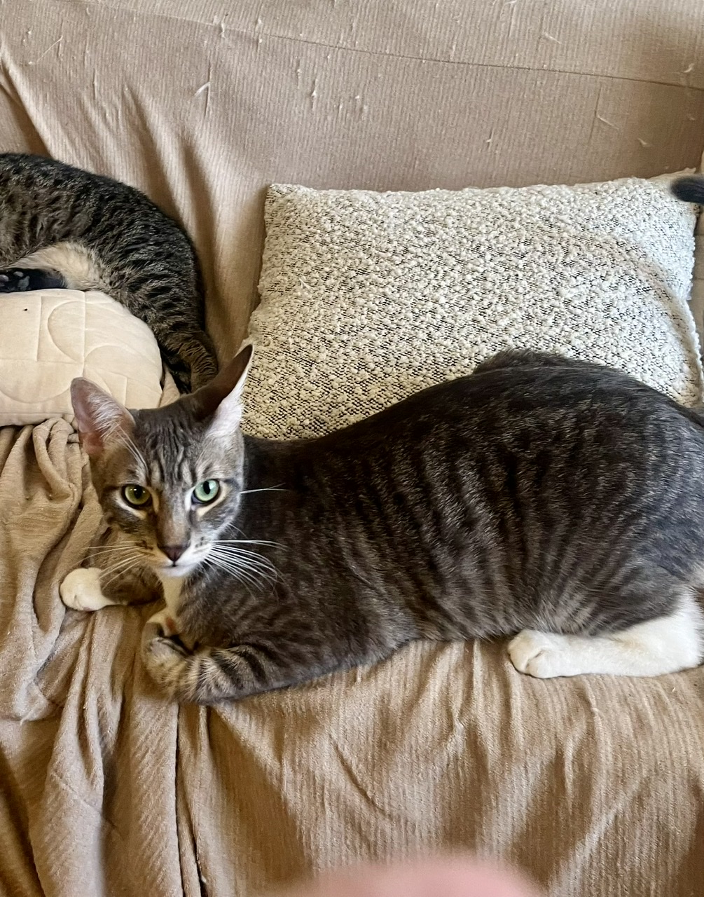 Ashton, a Adoptable mixed breed in Mission Viejo, CA image 3/3