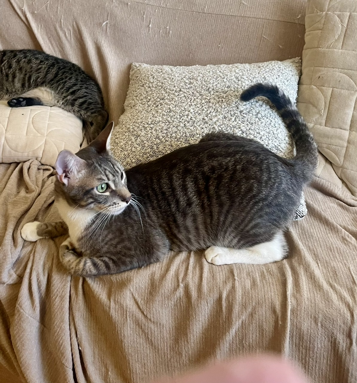 Ashton, a Adoptable mixed breed in Mission Viejo, CA image 2/3