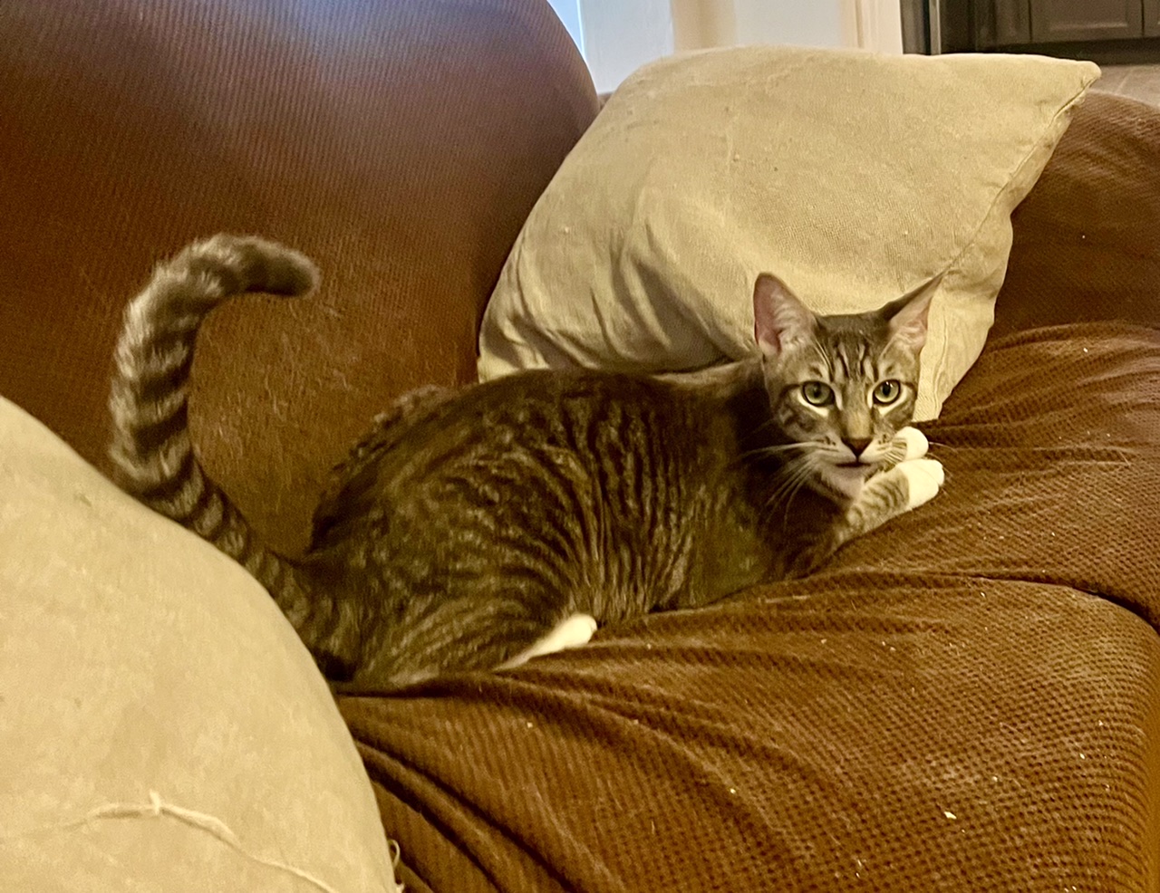 Ashton, a Adoptable mixed breed in Mission Viejo, CA image 1/3