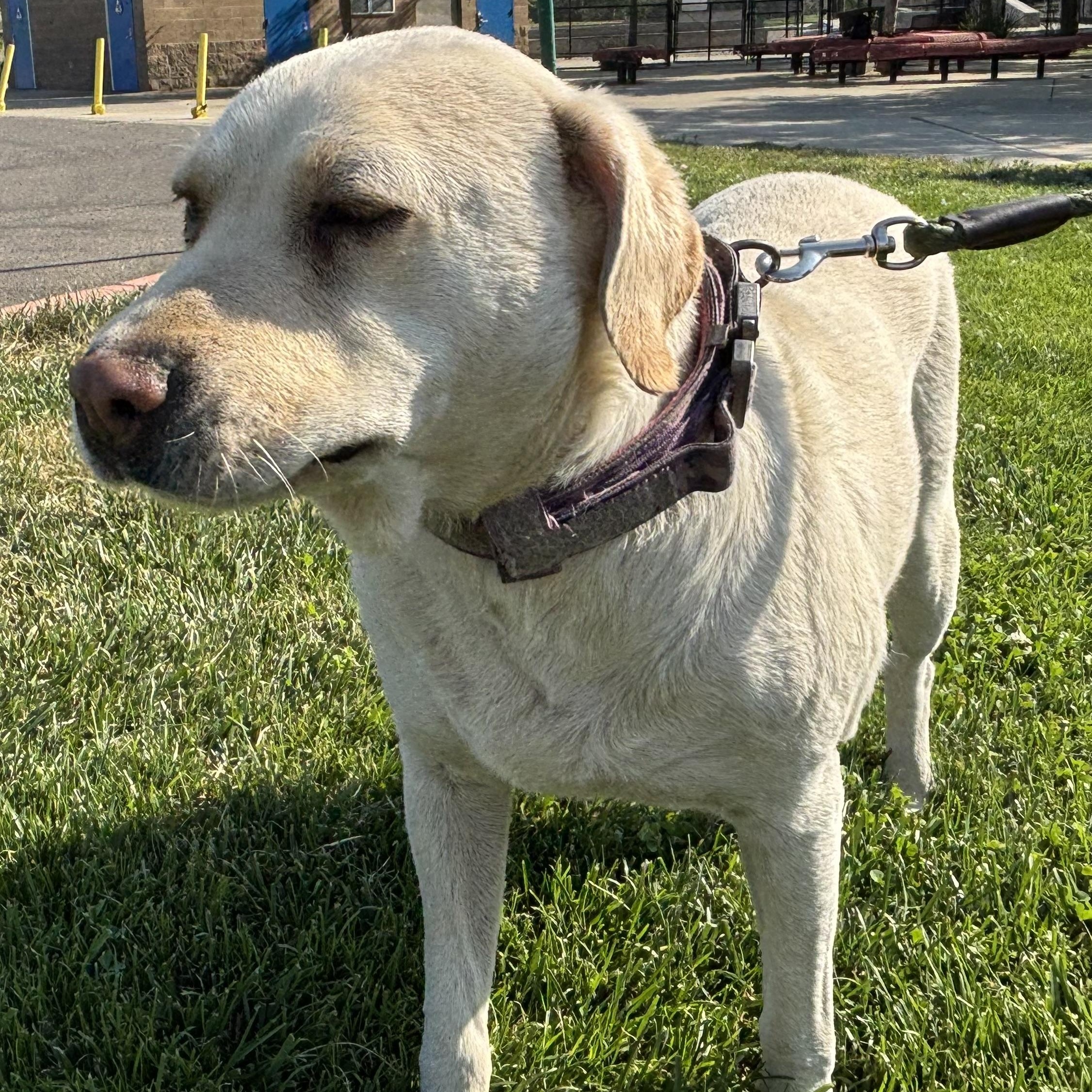 Cindy Labrador Retriever Dog
