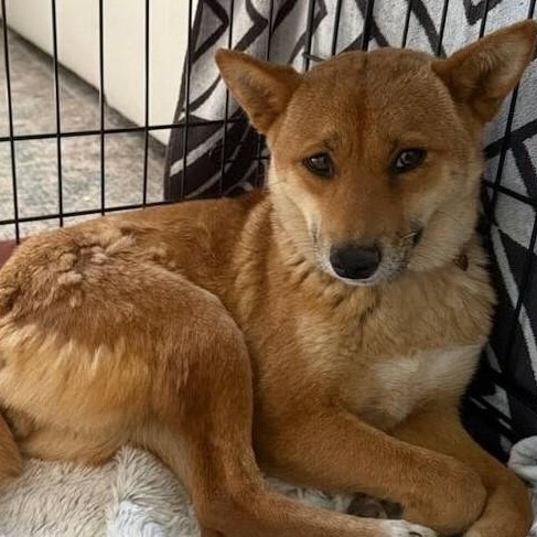 Sora, ADOPTABLE, Adult Female Shiba Inu.