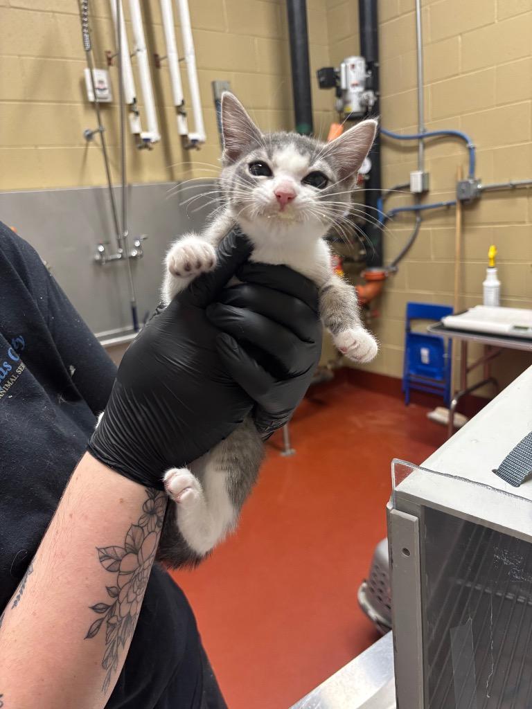 Pineapple, Adoptable, Kitten Female Domestic Short Hair.