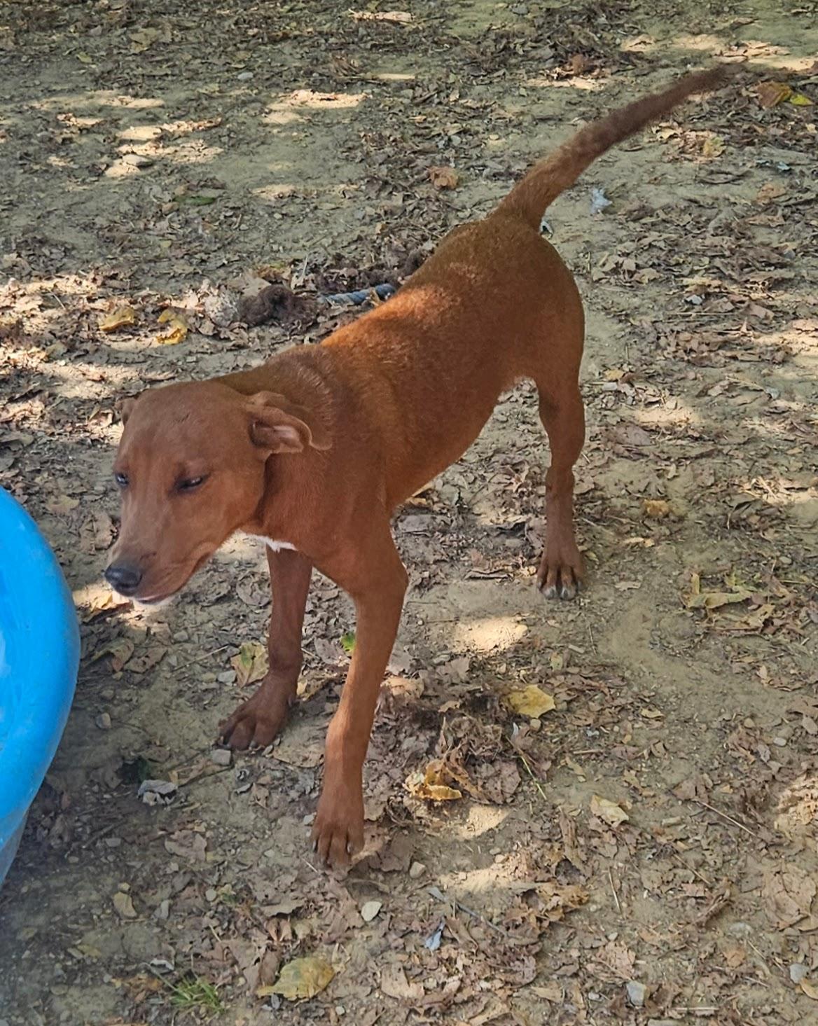Enlarge Finn, a Adoptable mixed breed in Tracy City , TN image 1/3