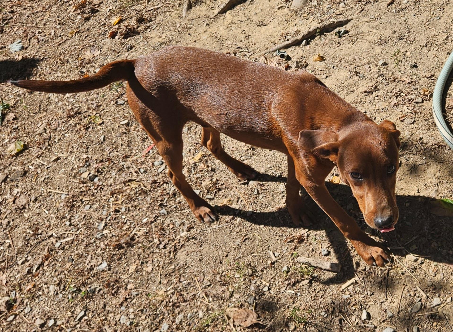 Enlarge Finn, a Adoptable mixed breed in Tracy City , TN image 2/3