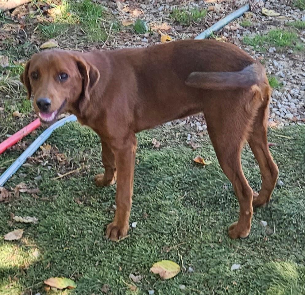 Enlarge Finn, a Adoptable mixed breed in Tracy City , TN image 3/3