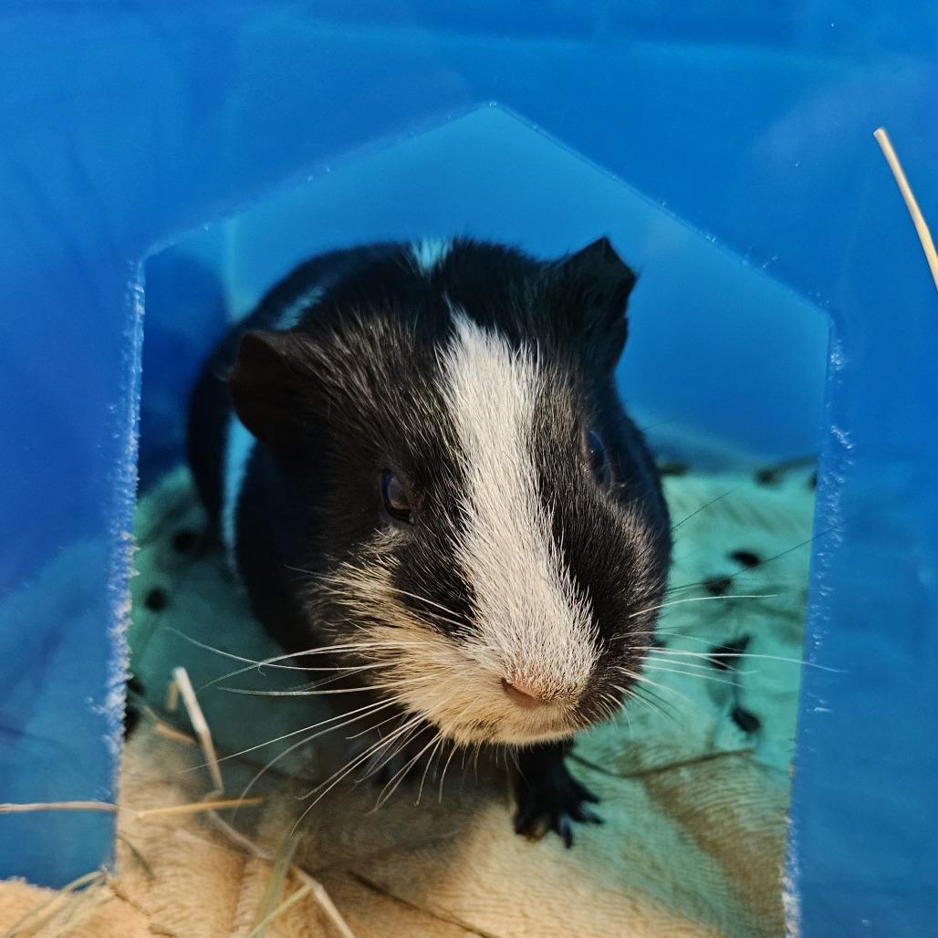 Persephone, Adoptable, Adult Female Guinea Pig.