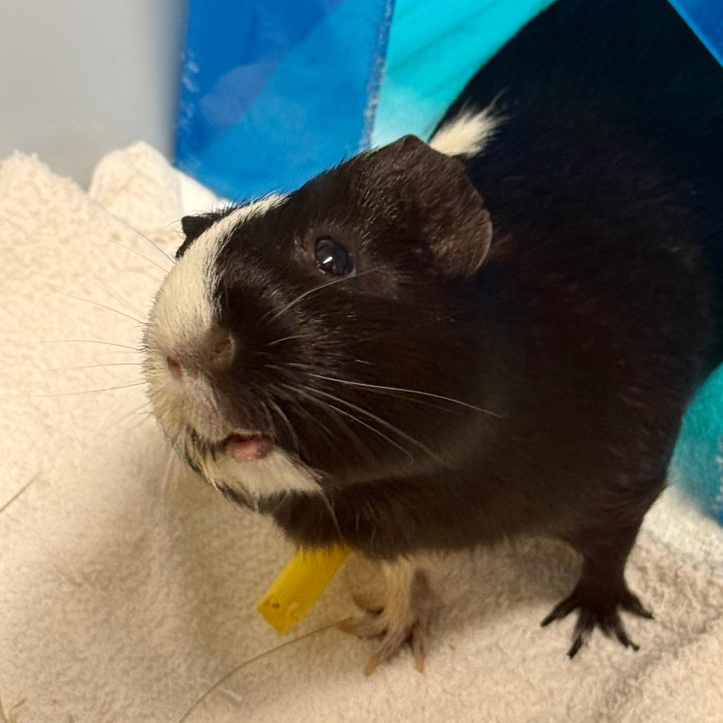 Enlarge Persephone, a Adoptable Guinea Pig in Concord, NH image 2/2