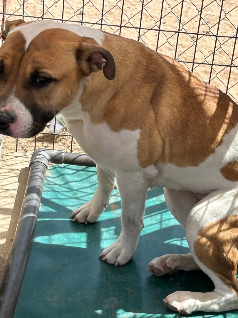 Enlarge Lilo, a Adoptable American Bulldog in El Paso, TX image 1/5