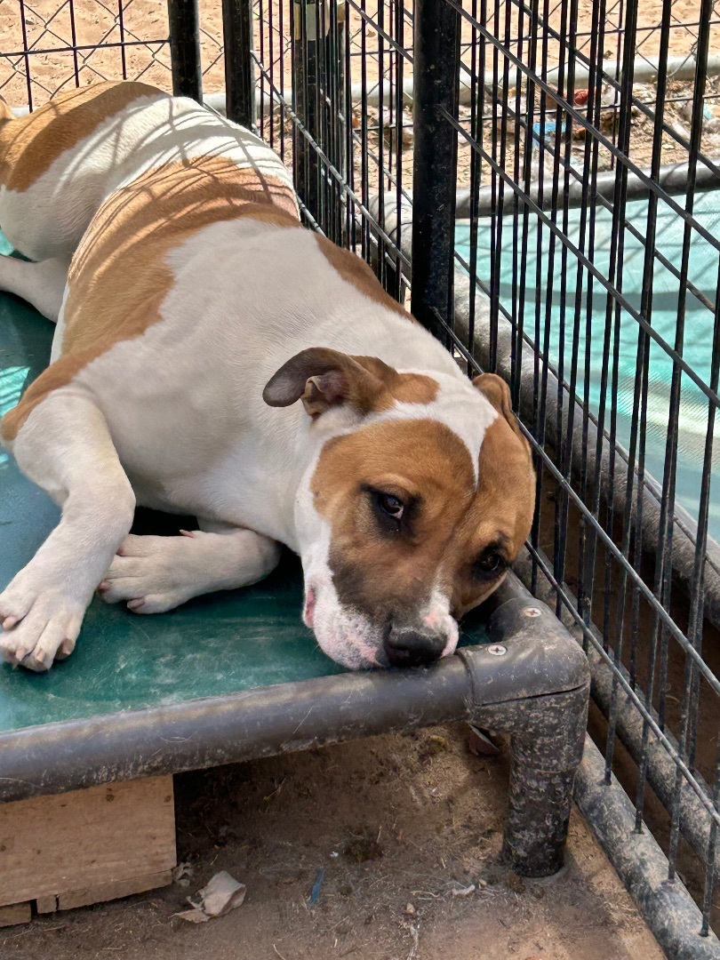 Enlarge Lilo, a Adoptable American Bulldog in El Paso, TX image 2/5