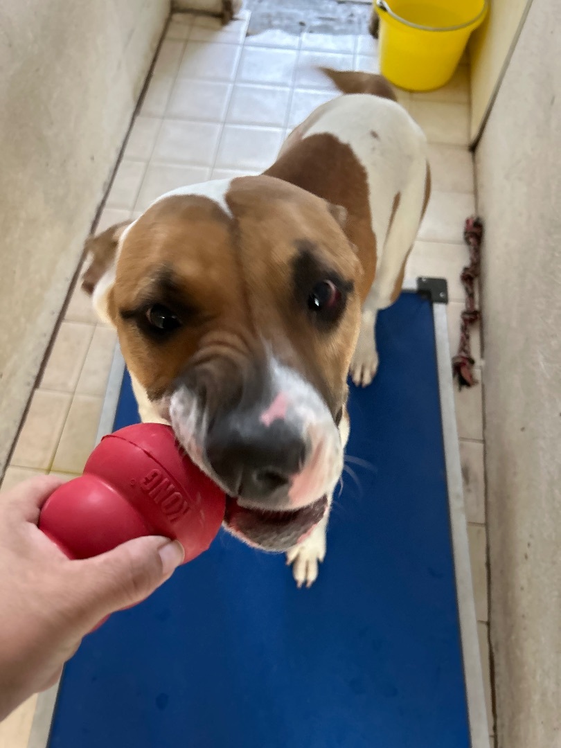 Enlarge Lilo, a Adoptable American Bulldog in El Paso, TX image 3/5