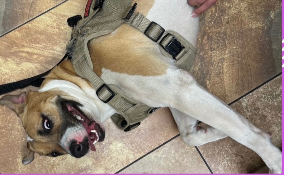 Enlarge Lilo, a Adoptable American Bulldog in El Paso, TX image 4/5