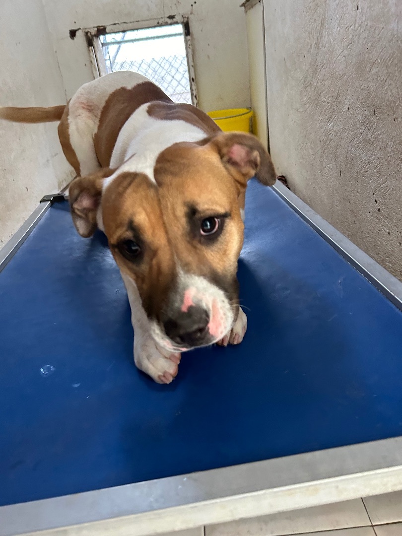 Lilo, Adoptable, Adult Female American Bulldog.