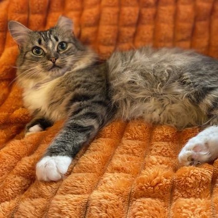 Ralfy Sterling, an adoption pending Domestic Medium Hair in Charlotte, NC image 1/2