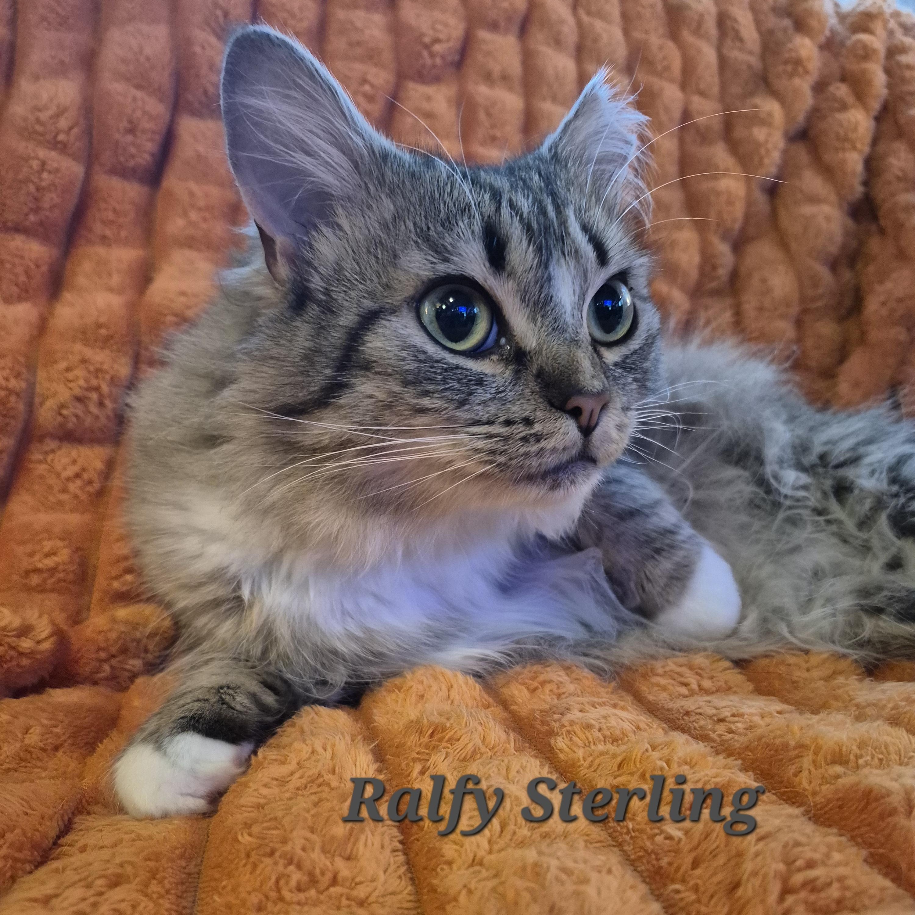 Ralfy Sterling, an adoption pending Domestic Medium Hair in Charlotte, NC image 2/2