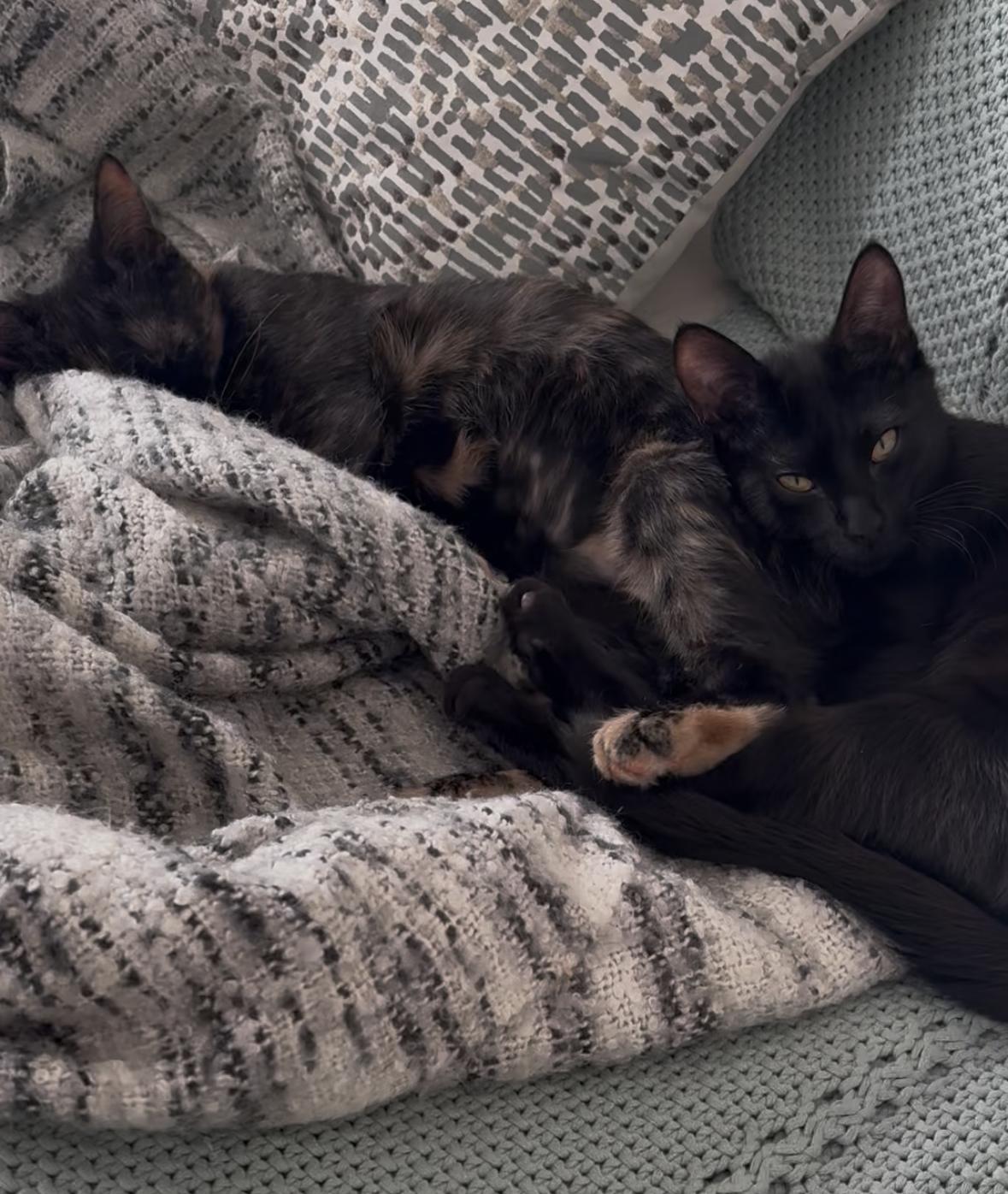 Enlarge Gretchen and Cady, an adopted Domestic Short Hair in Denver, CO image 3/6