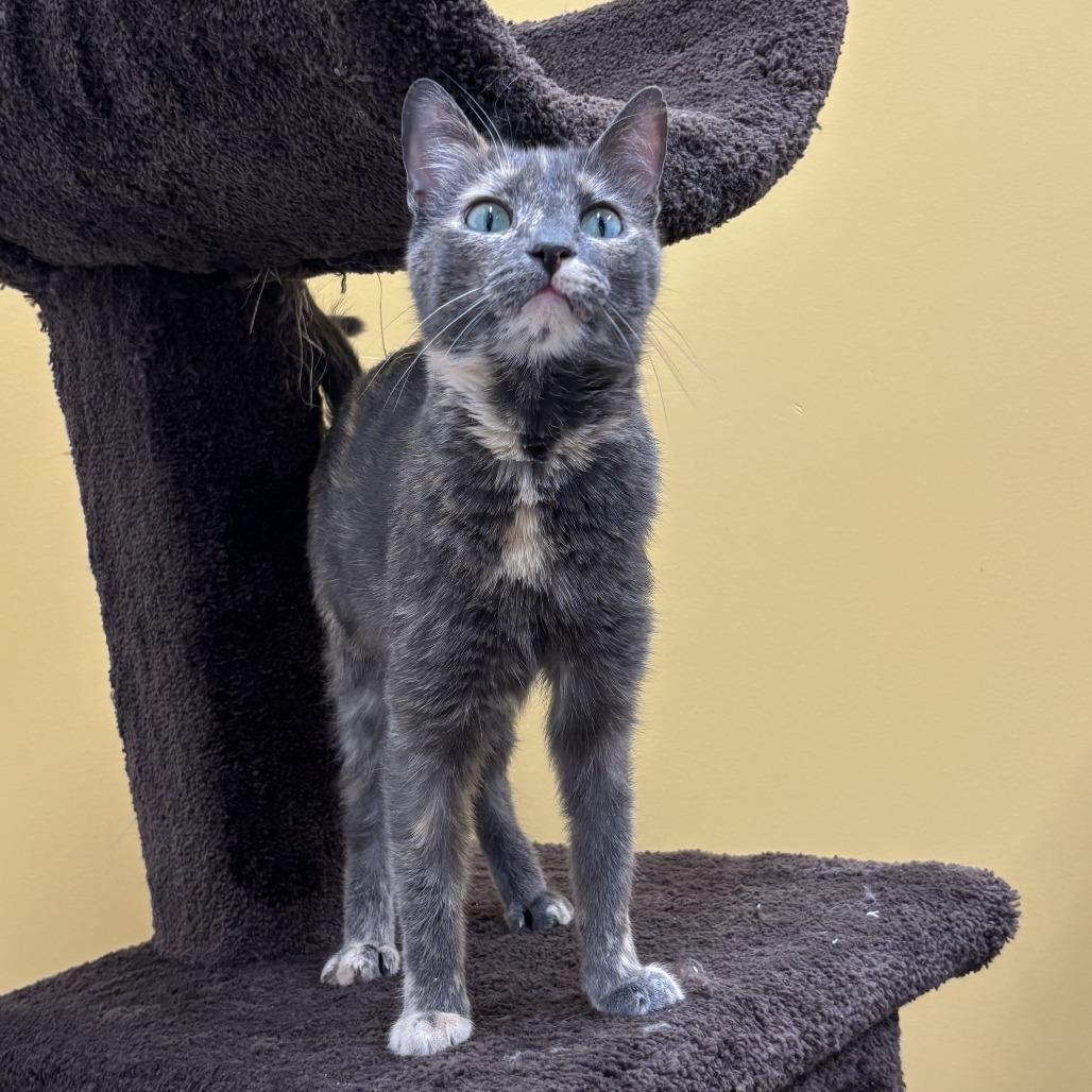 Enlarge Faith, a Adoptable Domestic Short Hair in Nashville, IN image 1/6