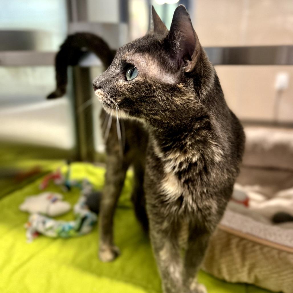 Enlarge Faith, a Adoptable Domestic Short Hair in Nashville, IN image 2/6
