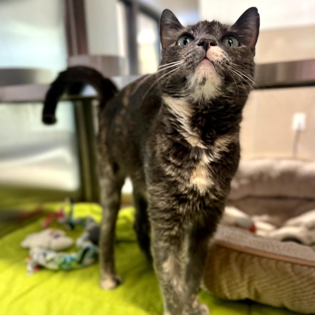 Enlarge Faith, a Adoptable Domestic Short Hair in Nashville, IN image 3/6