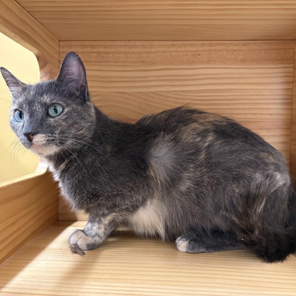 Enlarge Faith, a Adoptable Domestic Short Hair in Nashville, IN image 4/6