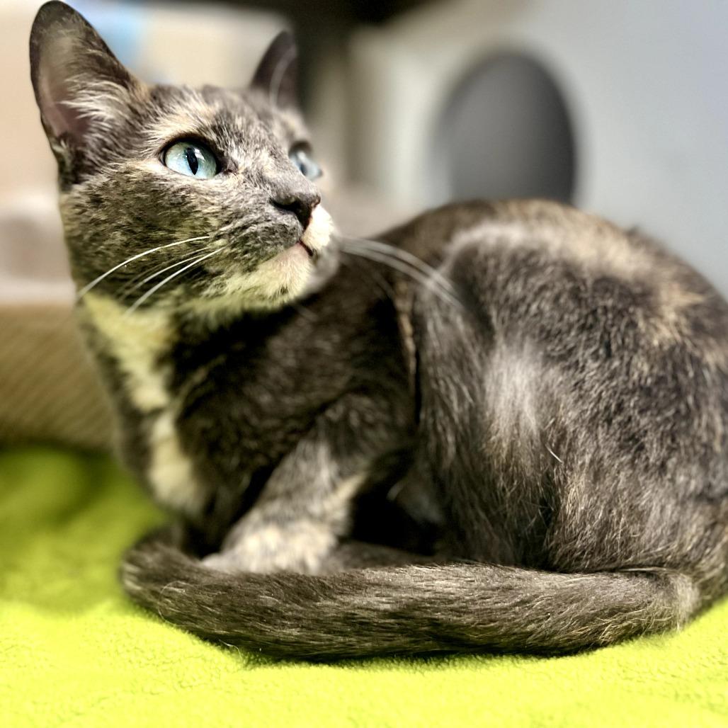 Enlarge Faith, a Adoptable Domestic Short Hair in Nashville, IN image 5/6