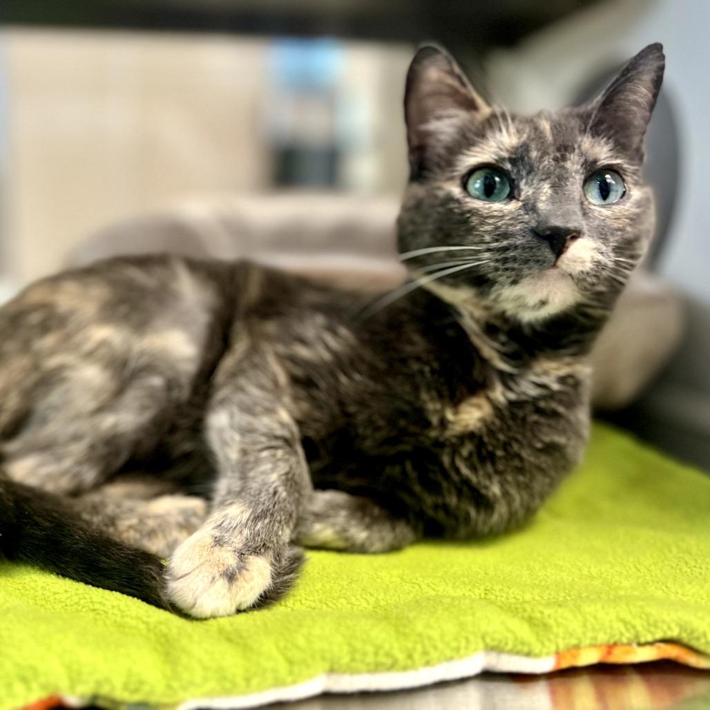 Enlarge Faith, a Adoptable Domestic Short Hair in Nashville, IN image 6/6
