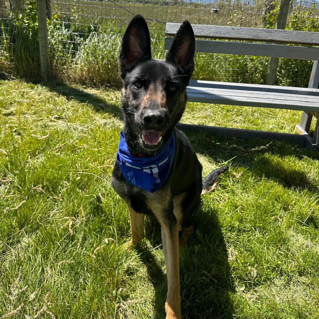 Bones (Buster Scruggs), Adoptable, Young Male German Shepherd Dog.