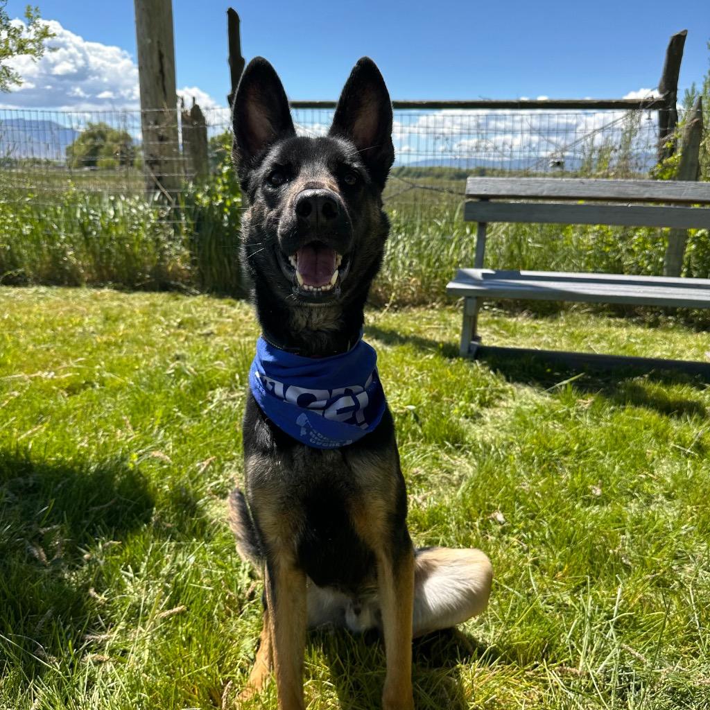 Enlarge Bones (Buster Scruggs), a Adoptable German Shepherd Dog in Logan, UT image 2/2