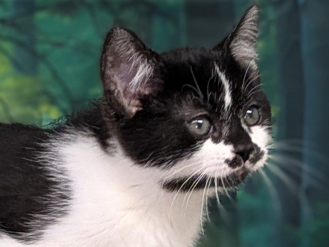 Forest, an adoptable Domestic Short Hair in Republic, WA, 99166 | Photo Image 2