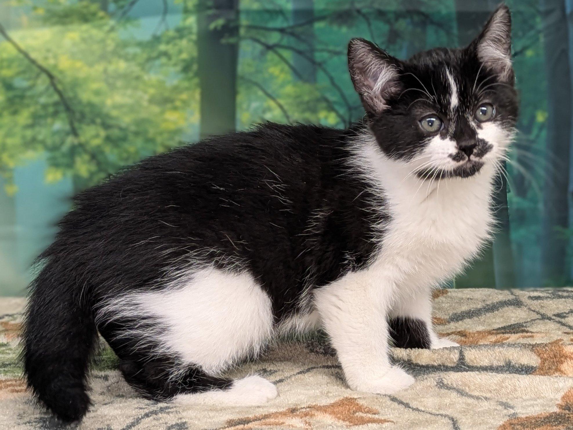 Forest, an adoptable Domestic Short Hair in Republic, WA, 99166 | Photo Image 5