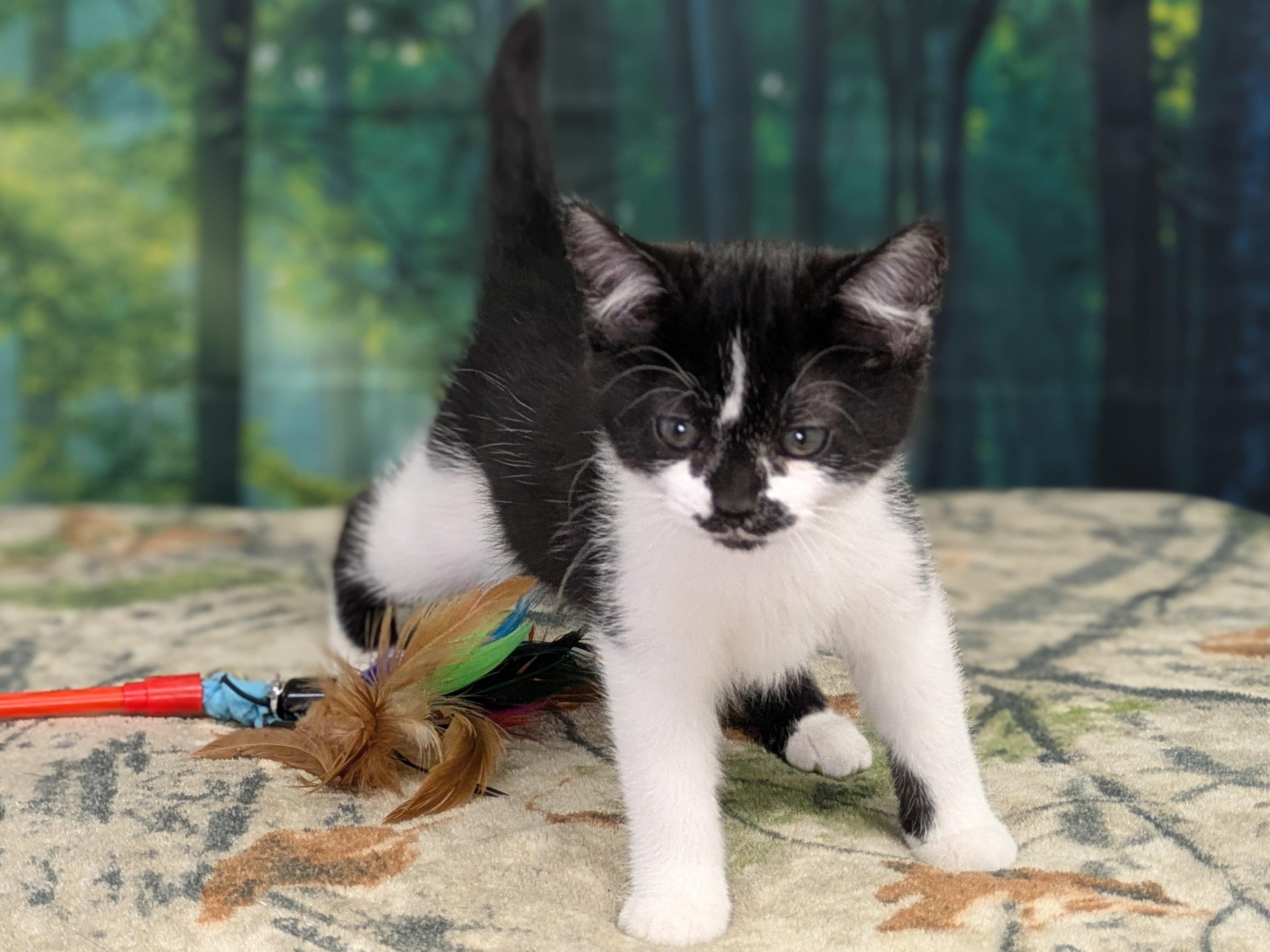 Forest, an adoptable Domestic Short Hair in Republic, WA, 99166 | Photo Image 3