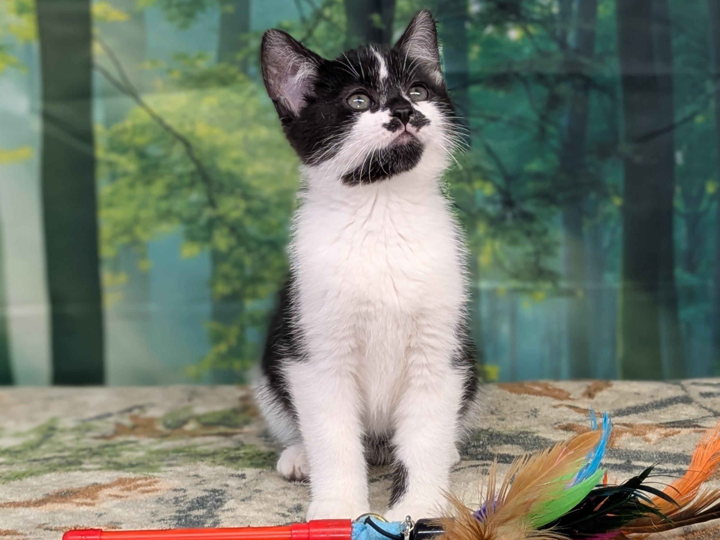 Forest, an adoptable Domestic Short Hair in Republic, WA, 99166 | Photo Image 4