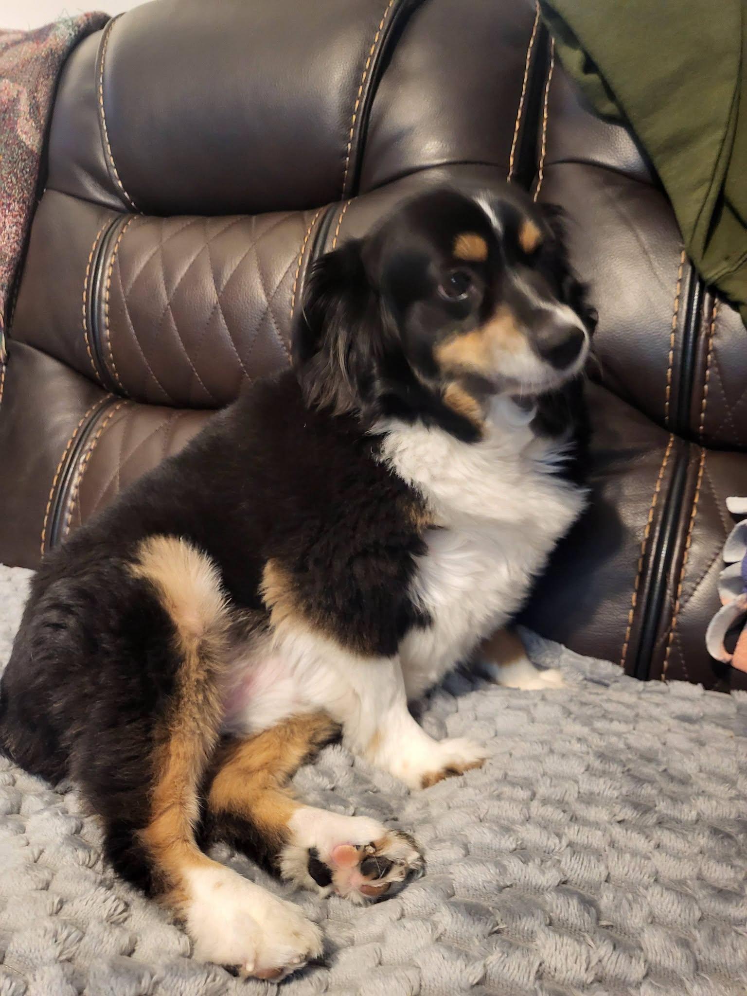 Enlarge Sadie, a Adoptable Australian Shepherd in Salisbury, NC image 2/2