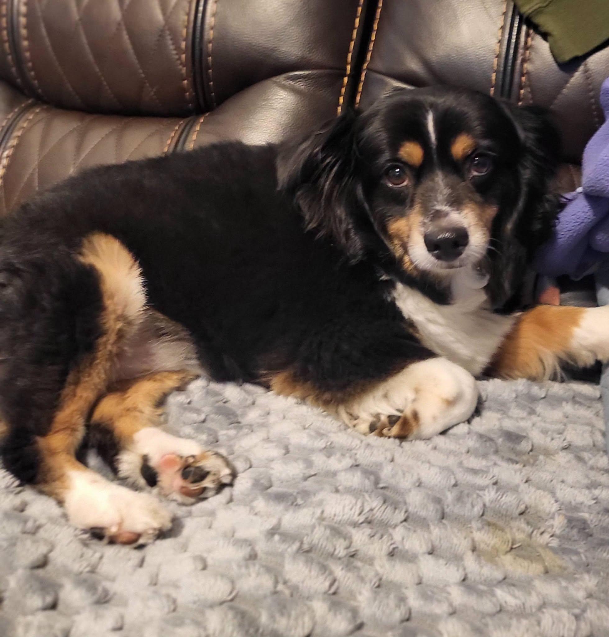 Sadie, Adoptable, Adult Female Australian Shepherd.
