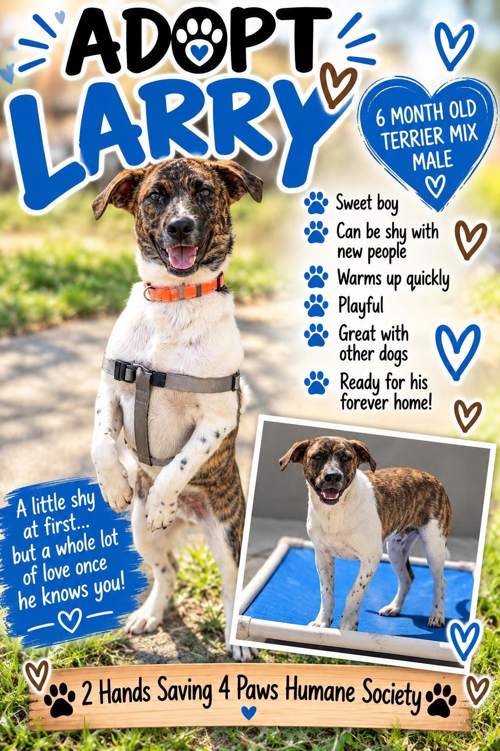 Larry, Adoptable, Young Male Mixed Breed.
