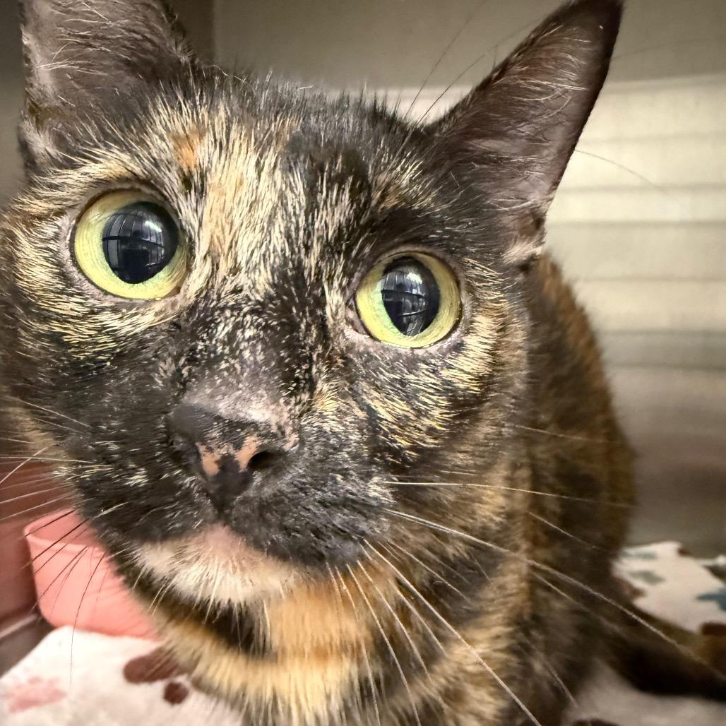 Cinnamon, Adoptable, Adult Female Domestic Short Hair.