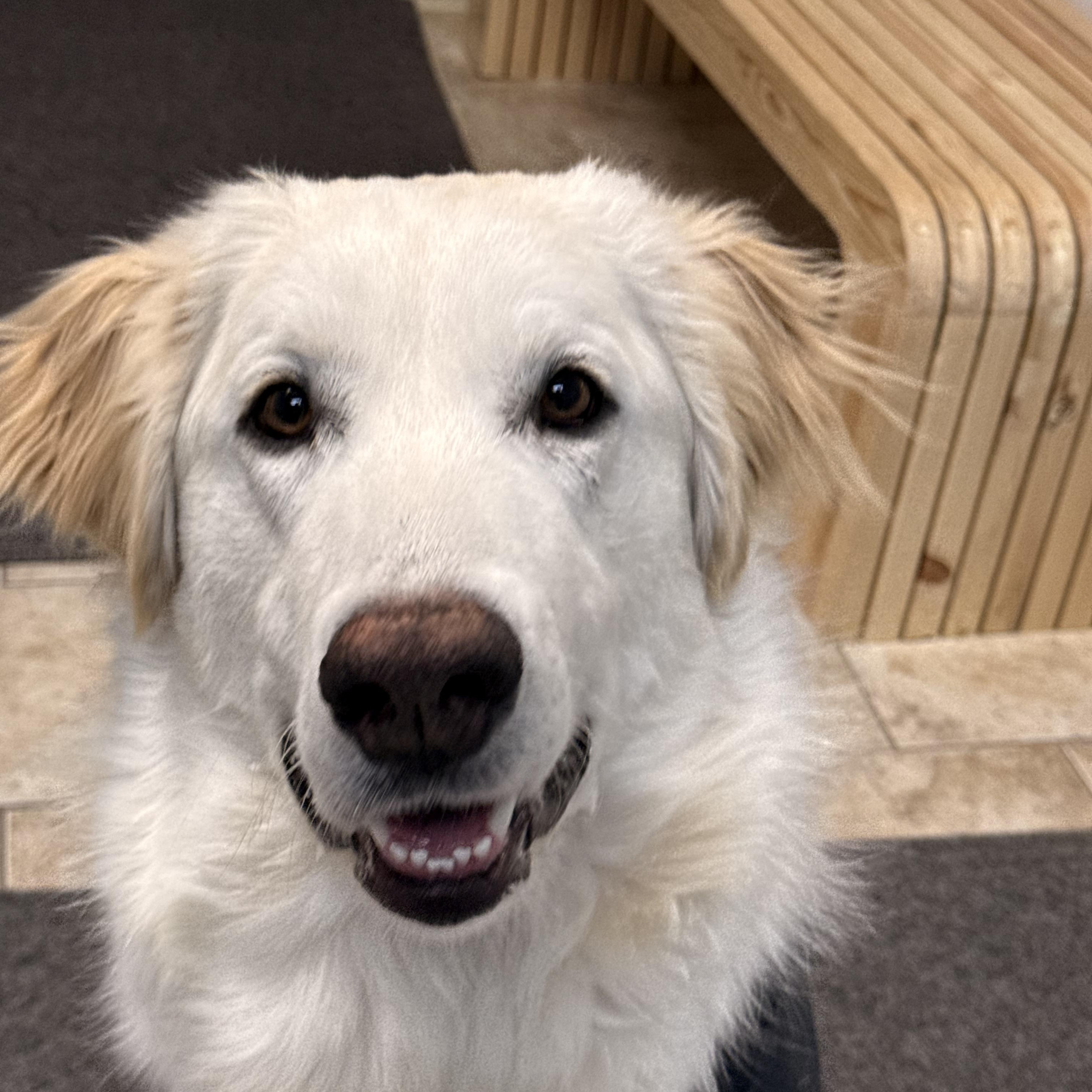 Enlarge Luna, a ADOPTABLE mixed breed in Pacific, MO image 1/5