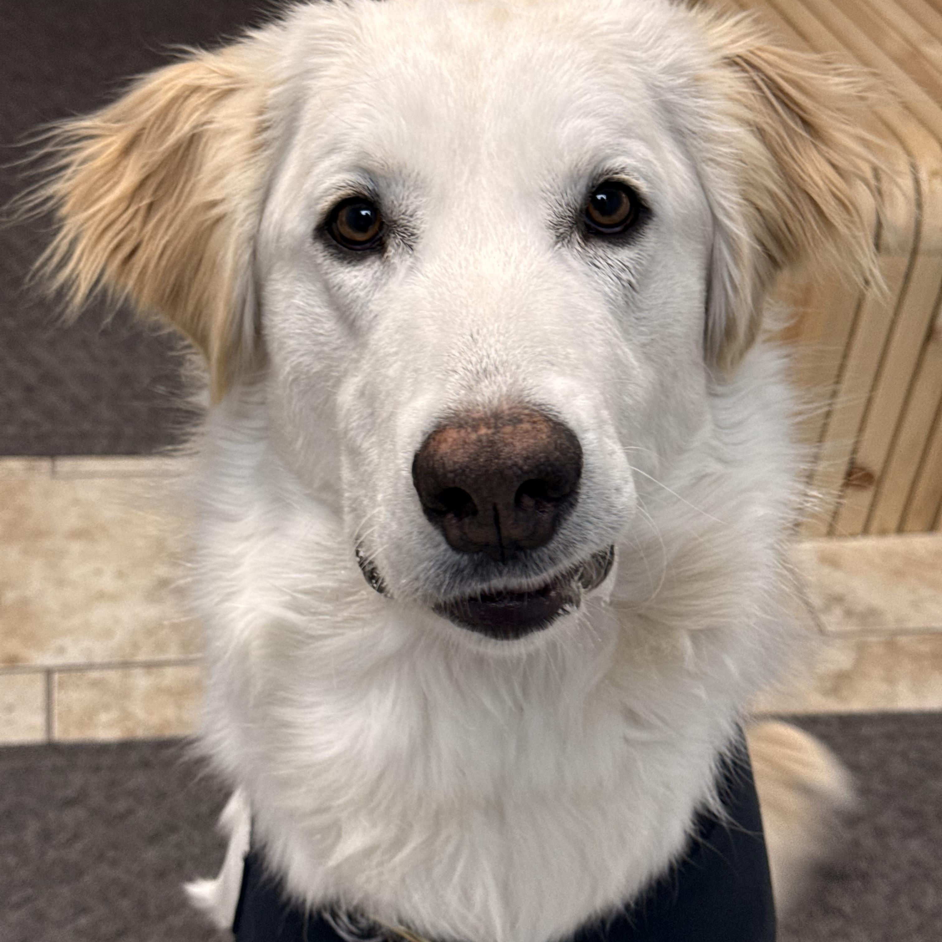 Enlarge Luna, a ADOPTABLE mixed breed in Pacific, MO image 3/5