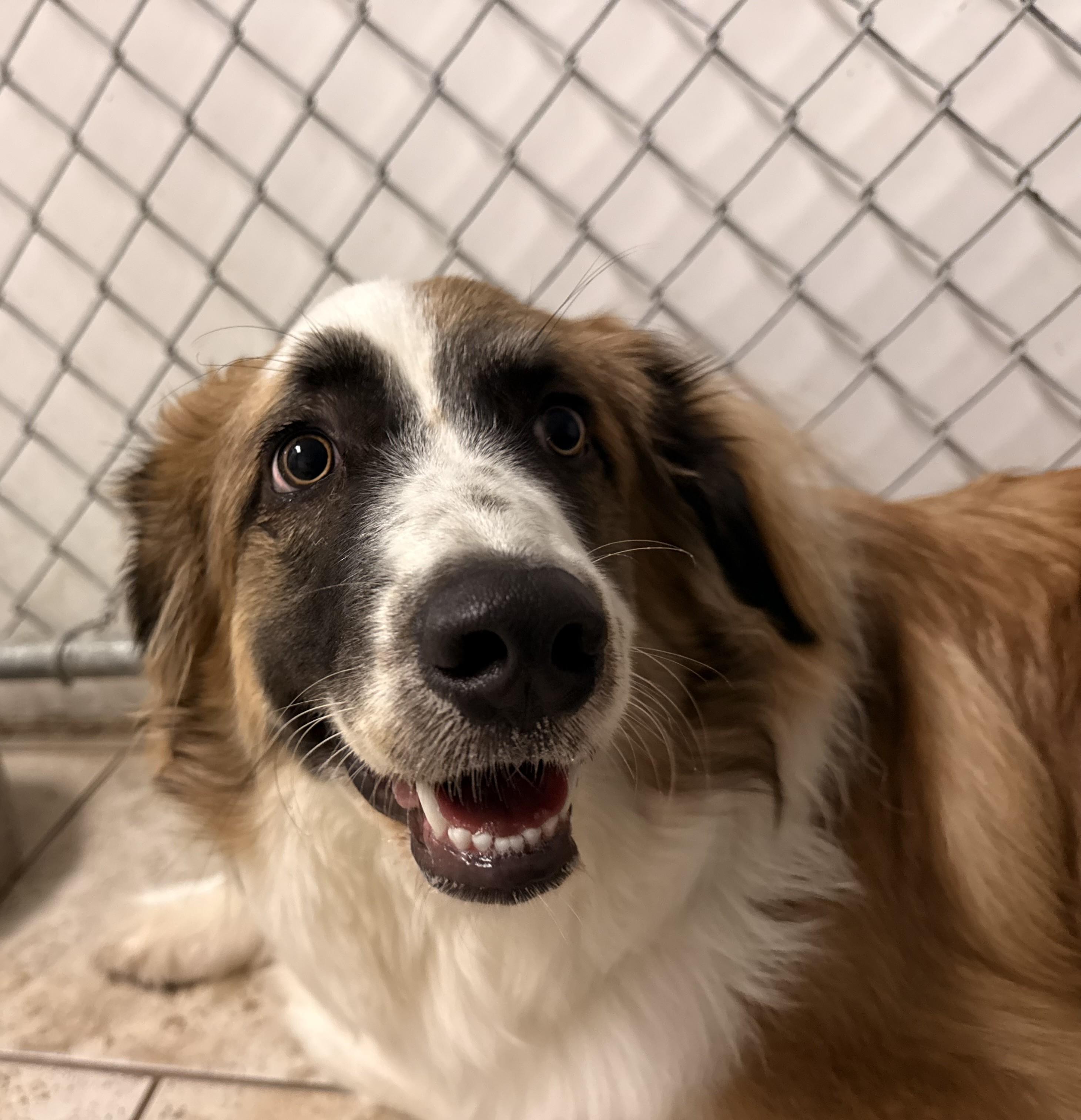 Enlarge Luna, a ADOPTABLE mixed breed in Pacific, MO image 2/5