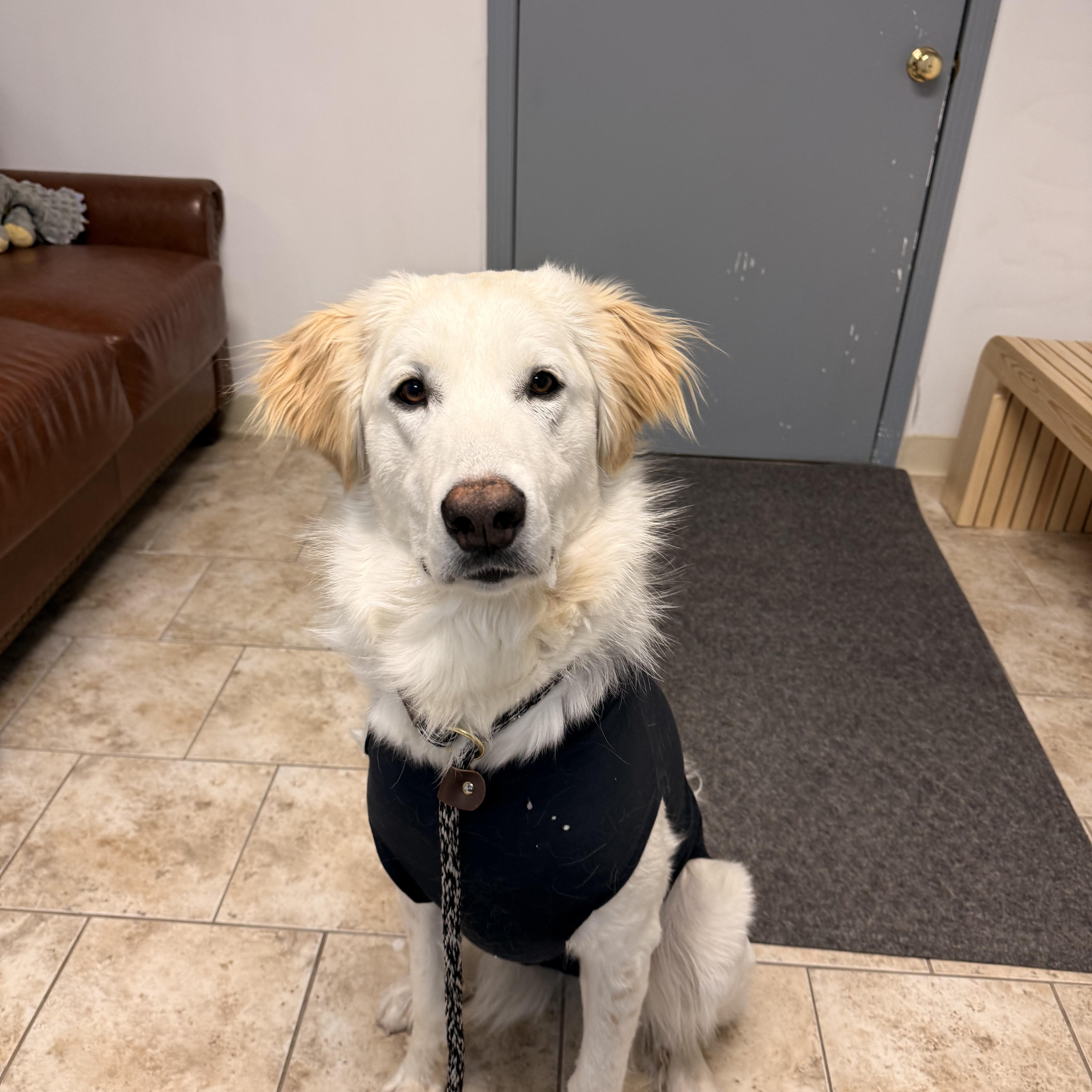 Enlarge Luna, a ADOPTABLE mixed breed in Pacific, MO image 4/5