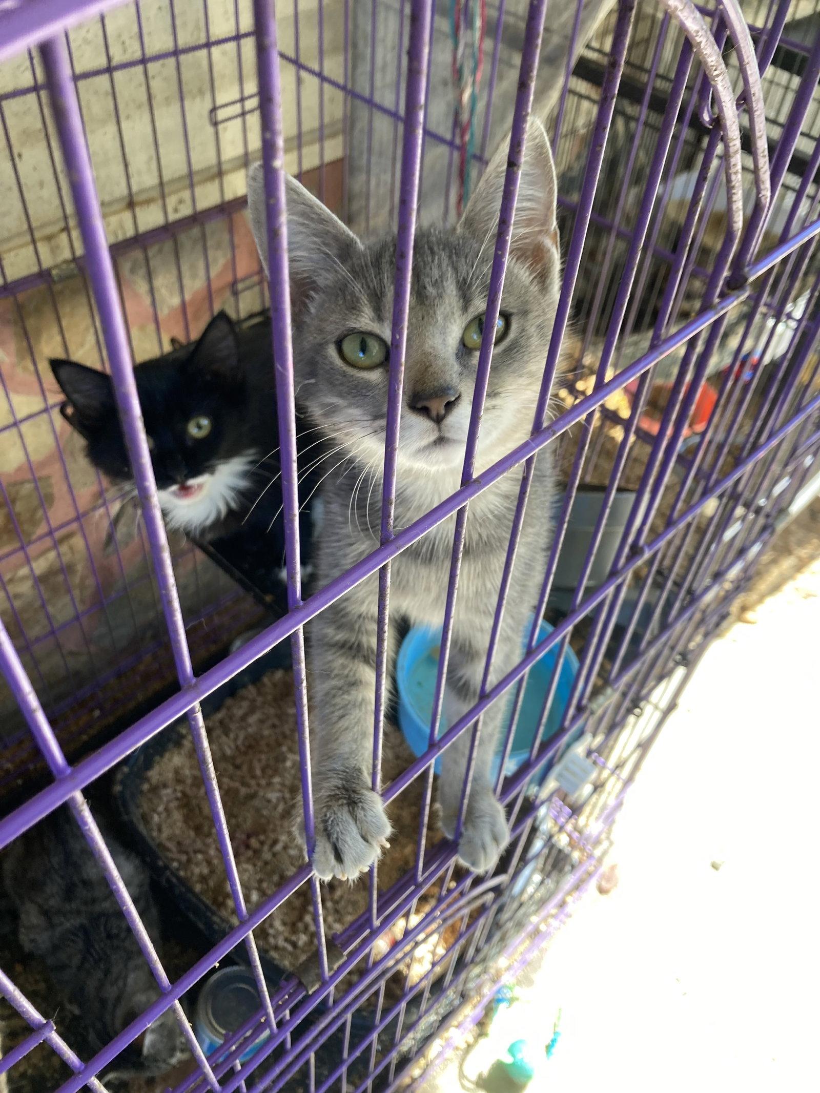 Halifax 7, Adoptable, Young Female Domestic Short Hair.
