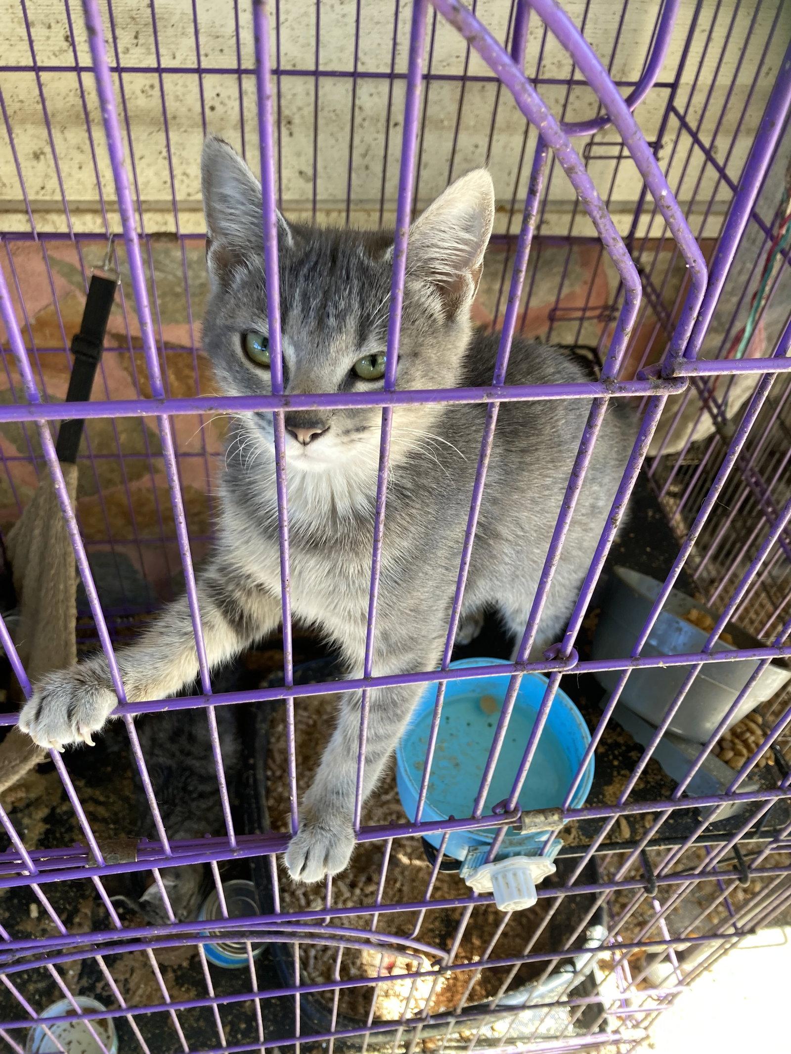 Enlarge Halifax 7, a Adoptable Domestic Short Hair in Chatham, VA image 2/2