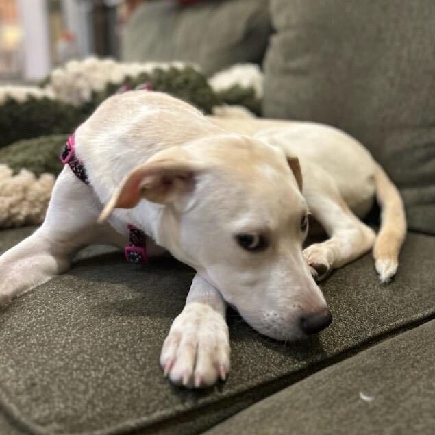 Sally, a Adoptable mixed breed in Lambertville, NJ image 2/14