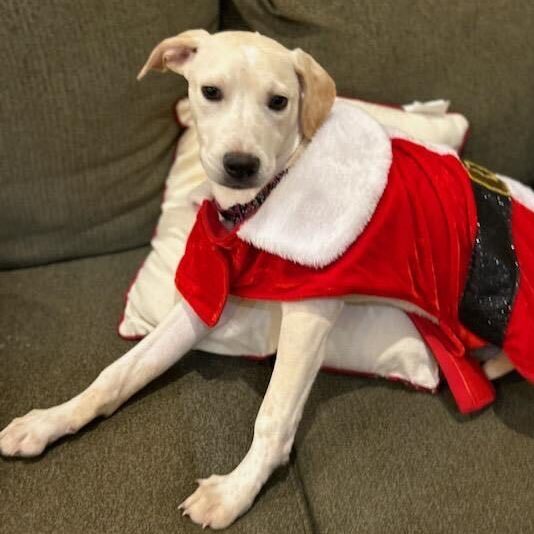 Sally, a Adoptable mixed breed in Lambertville, NJ image 3/14